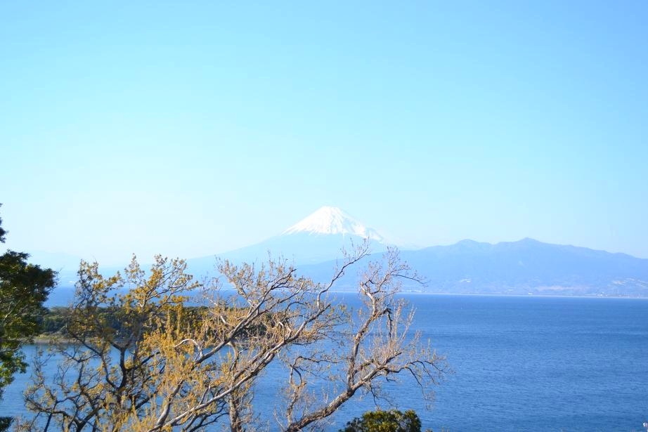 富士山新芽とともに