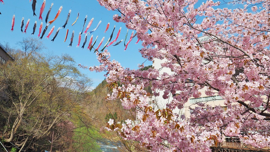 【定山渓温泉渓流こいのぼり】4月中旬〜5月中旬に約350匹の鯉のぼりを掲揚