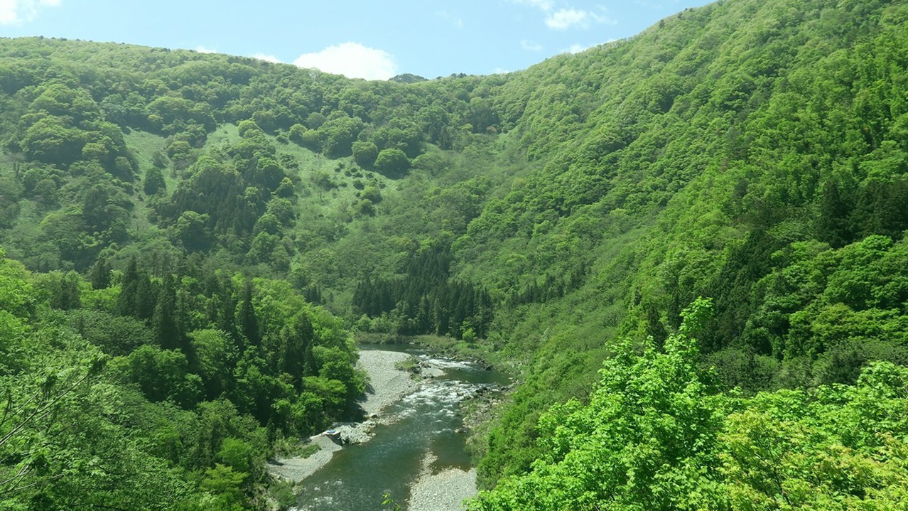 【露天風呂付客室/川音和室12畳/角部屋/青芭蕉】から、新緑の渓谷