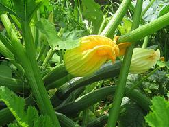 ズッキーニ