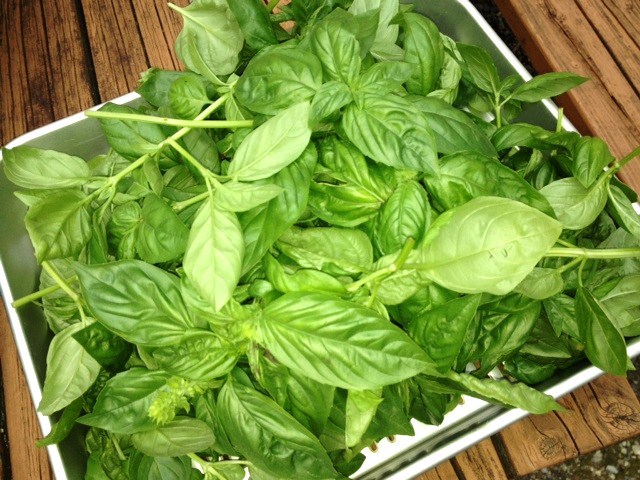 バジル