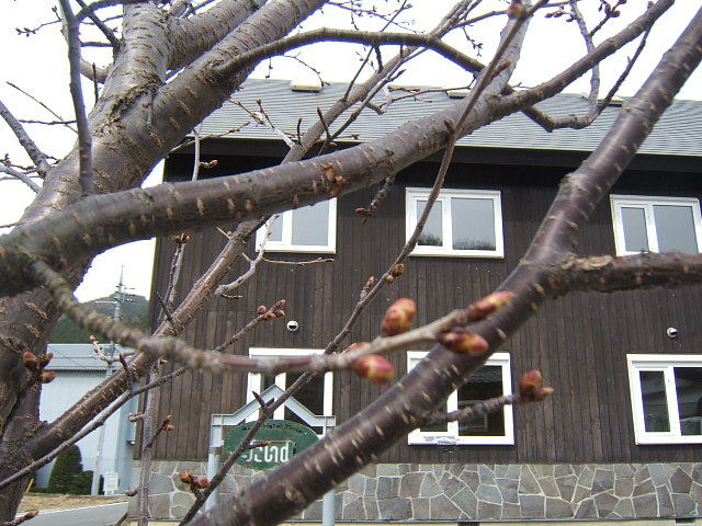 4月16日”たいむ”の桜