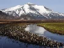 尾瀬ヶ原水芭蕉（至仏山）