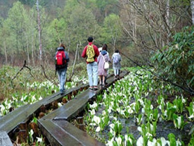 尾瀬ヶ原水芭蕉木道