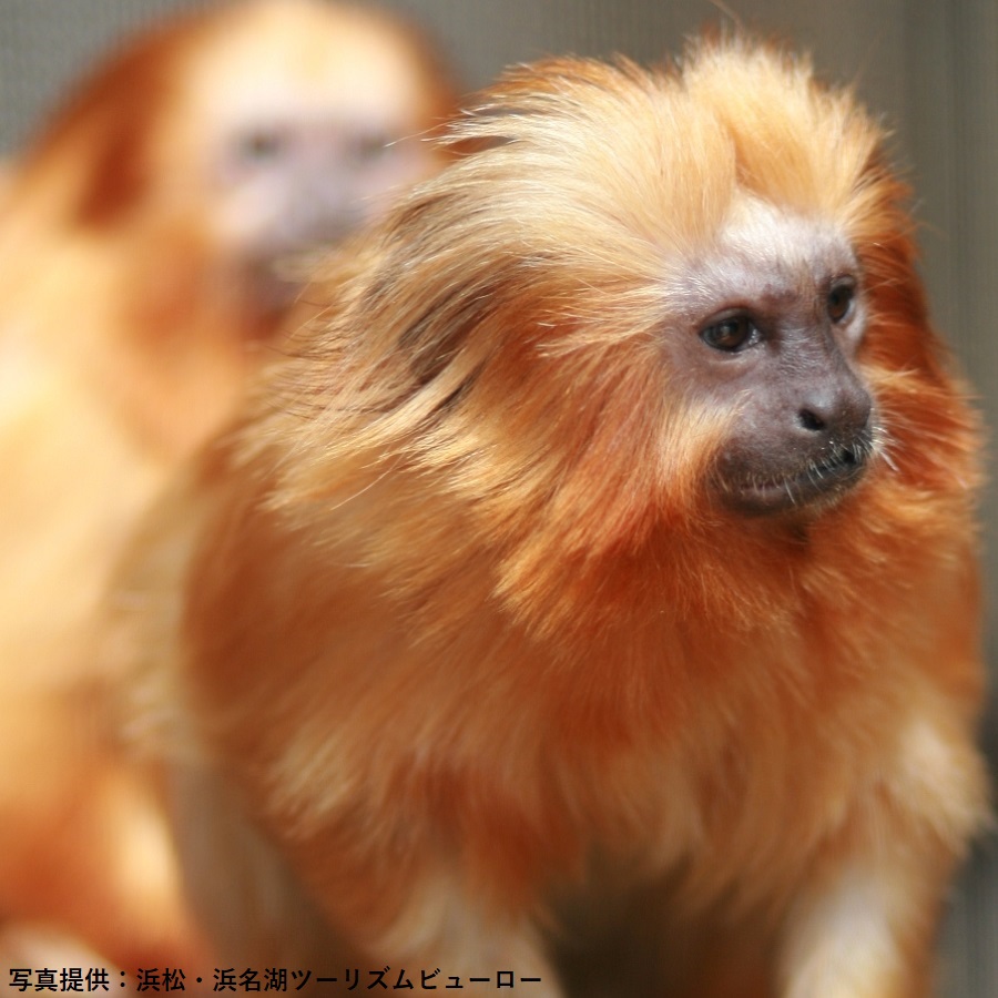 浜松市動物園