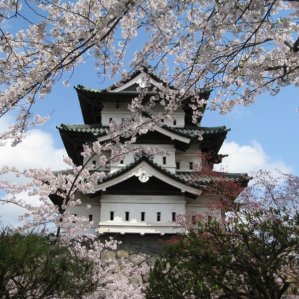 弘前城とさくら