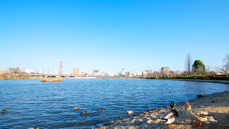 -千波湖-湖周辺にはたくさんの水鳥♪運が良ければ真っ白い雲のような白鳥が青空へ羽ばたく姿が見れますよ