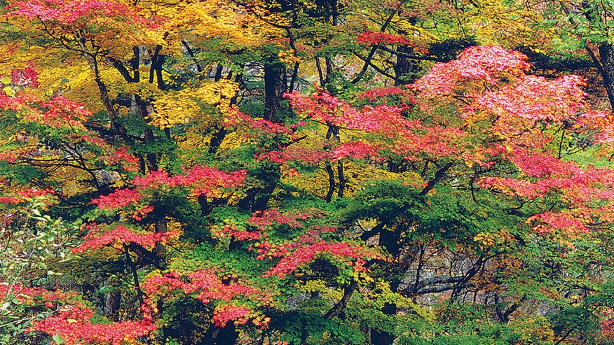 *[紅葉]秋は安曇野のいたるところで紅葉をご覧いただけます