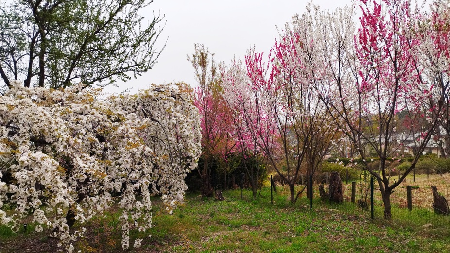 *【KEYAKIのお庭】四季折々の草花が心地よいガーデン 春の芽吹きと鮮やかな色合いには特別心が躍り