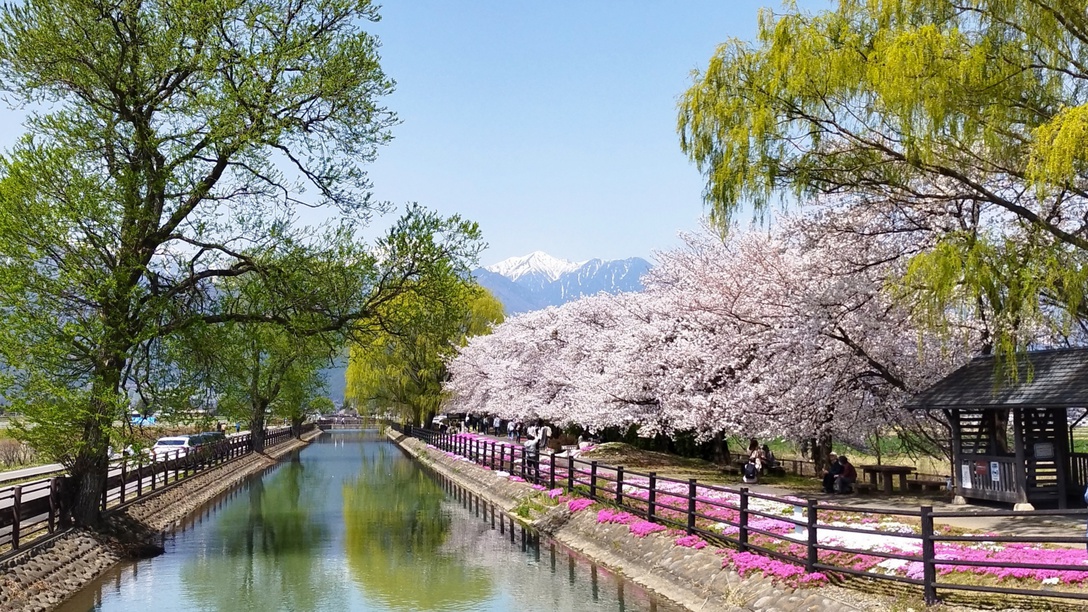 *[拾ヶ堰]お車約15分 常念岳を背景に桜と芝桜が咲き誇る、安曇野の春を体感するおすすめスポット