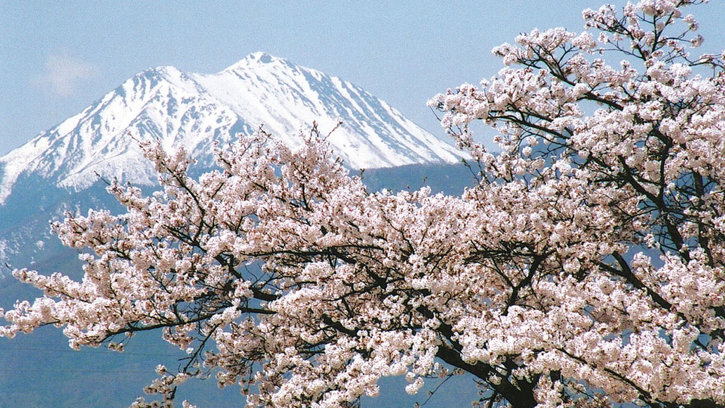 *[常念岳と桜]満開の桜と雪化粧が残る山の頂