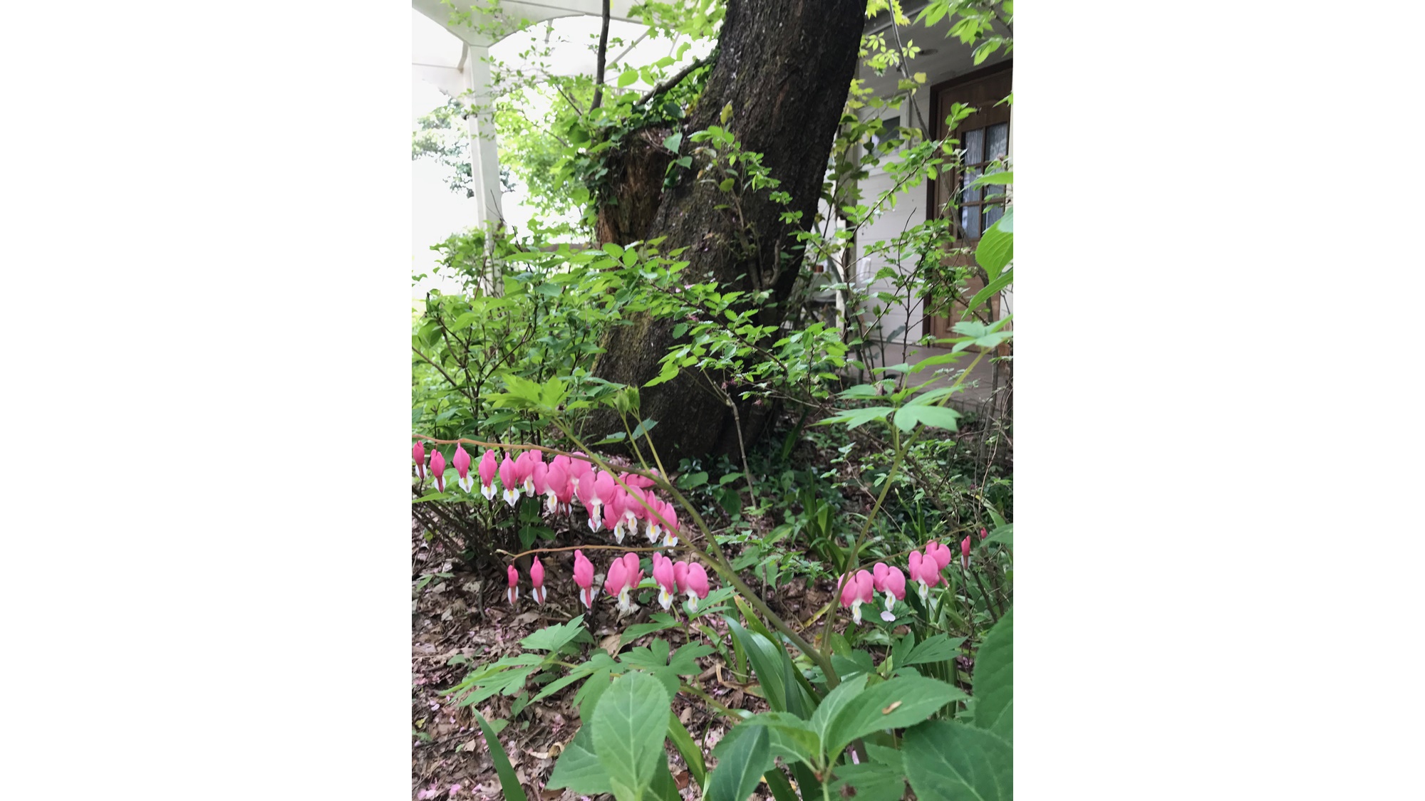 *花／当館の周りにはたくさんのお花が咲いております。これからの季節とても綺麗ですよ。