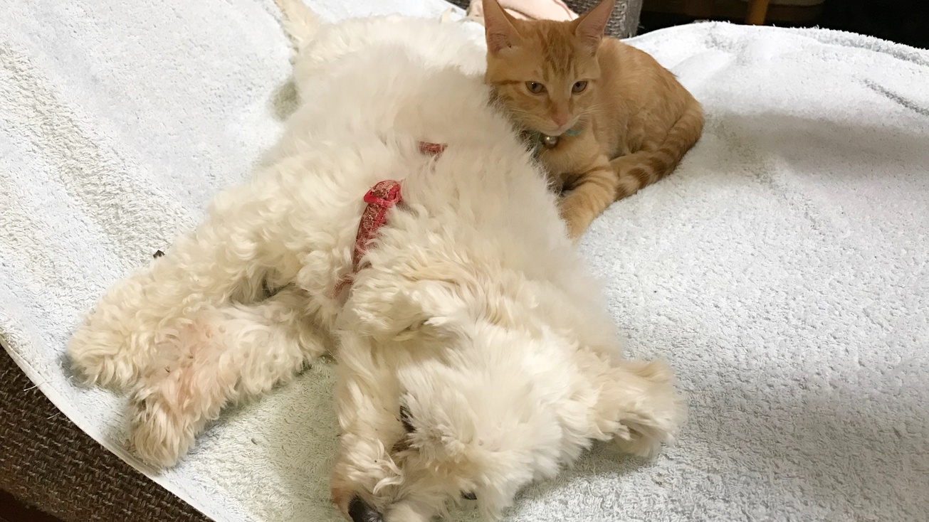 *【看板猫】虹の橋を渡った犬のさくらと猫のきなこは、とっても仲良しでした。