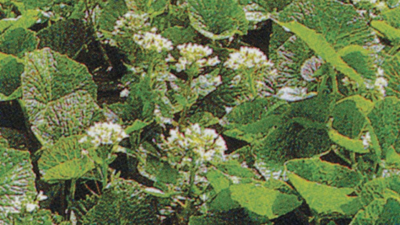 *[わさびの花]安曇野の植物や花々に芽吹きの季節がやってきます