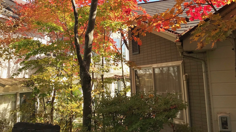 *【紅葉】当館の名前の由来にもなったケヤキの紅葉。青空に良く映えます。