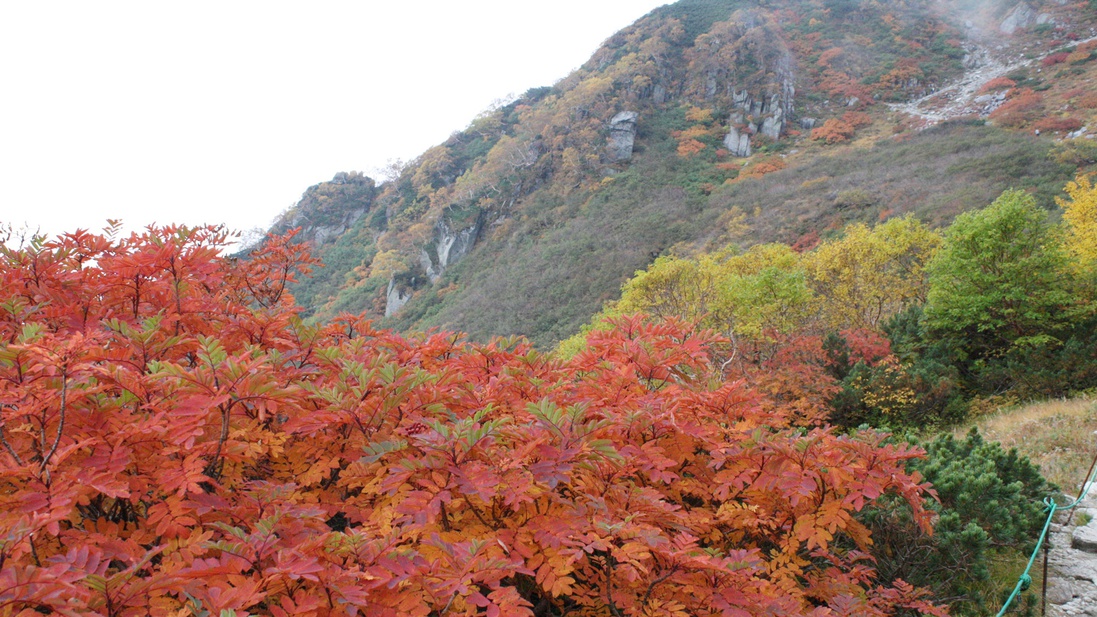 *千畳敷9月下旬〜10月上旬までが例年の見頃です。