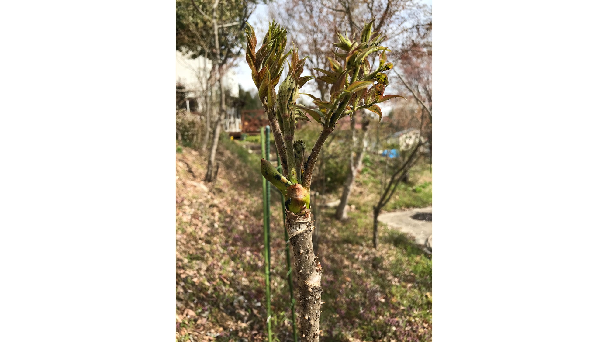 *タラの芽／一番芽は柔らかいのでお浸しに・・二番芽は以降は天婦羅がオススメ