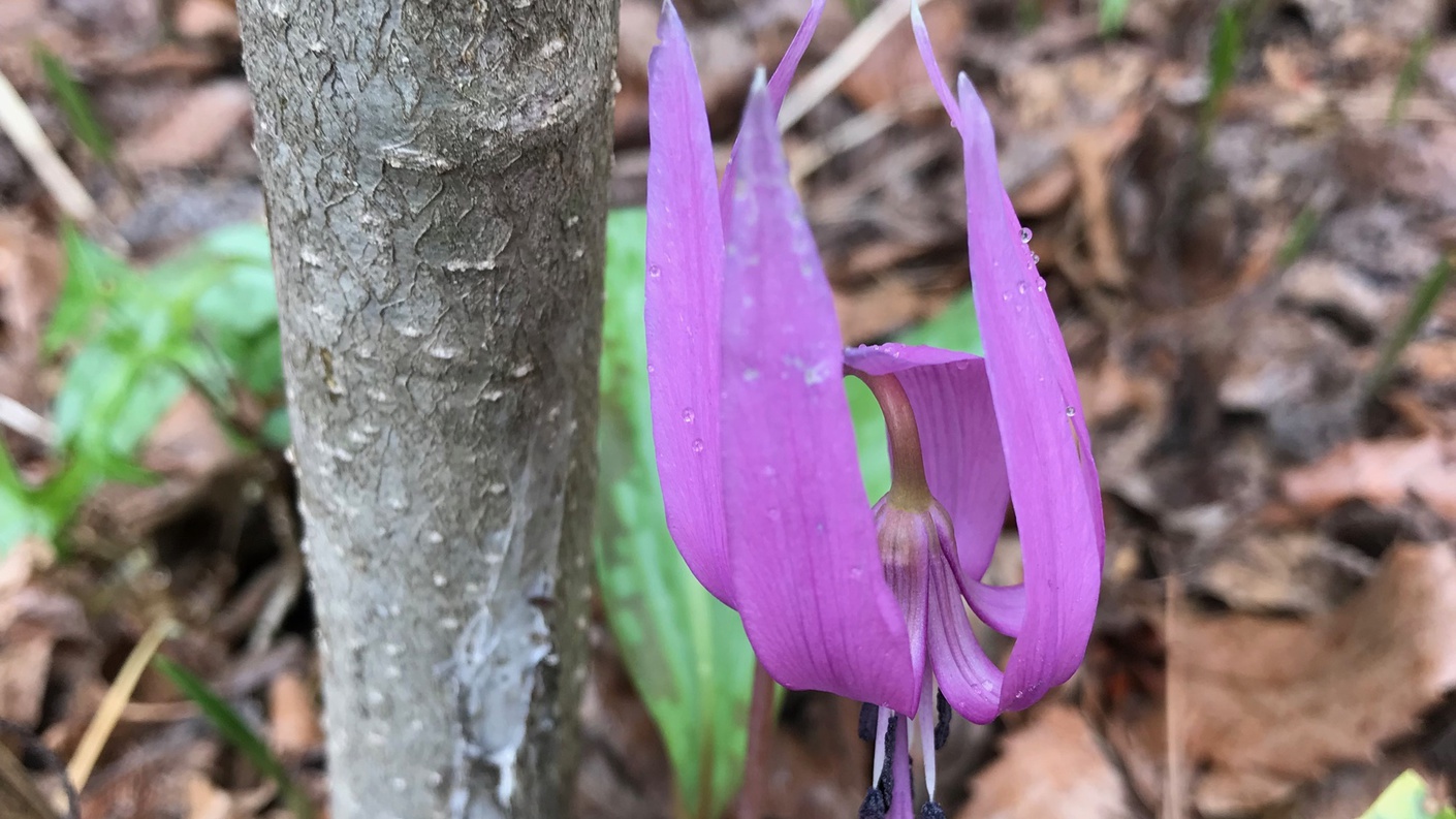 [カタクリ]春の訪れを告げるカタクリの花。当館の敷地内でも花を咲かせます。