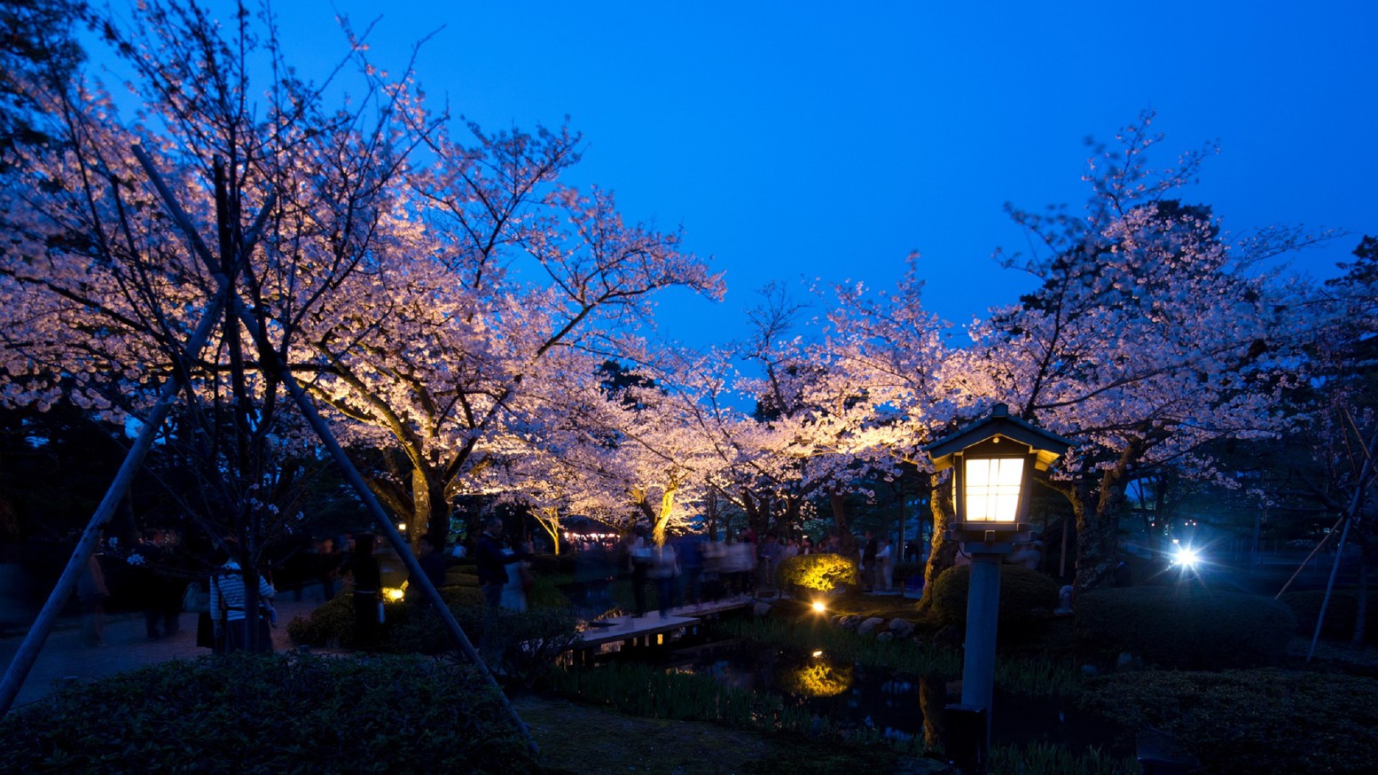 兼六園・桜(ライトアップの様子)(写真提供：金沢市）