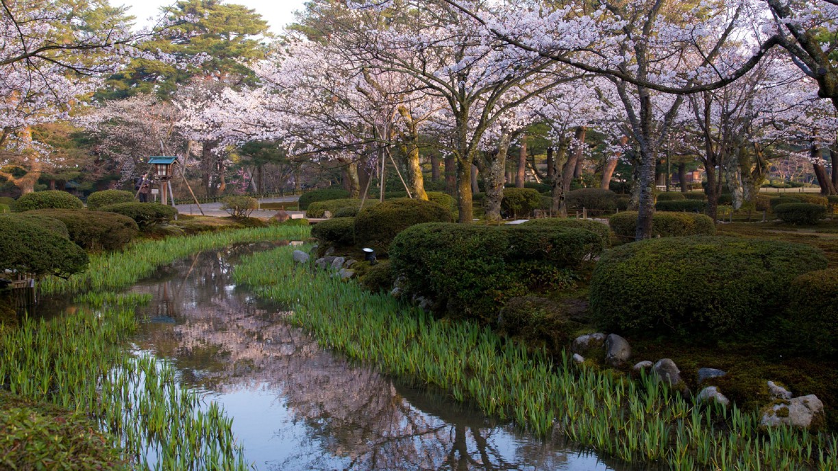 兼六園・桜(写真提供：金沢市）