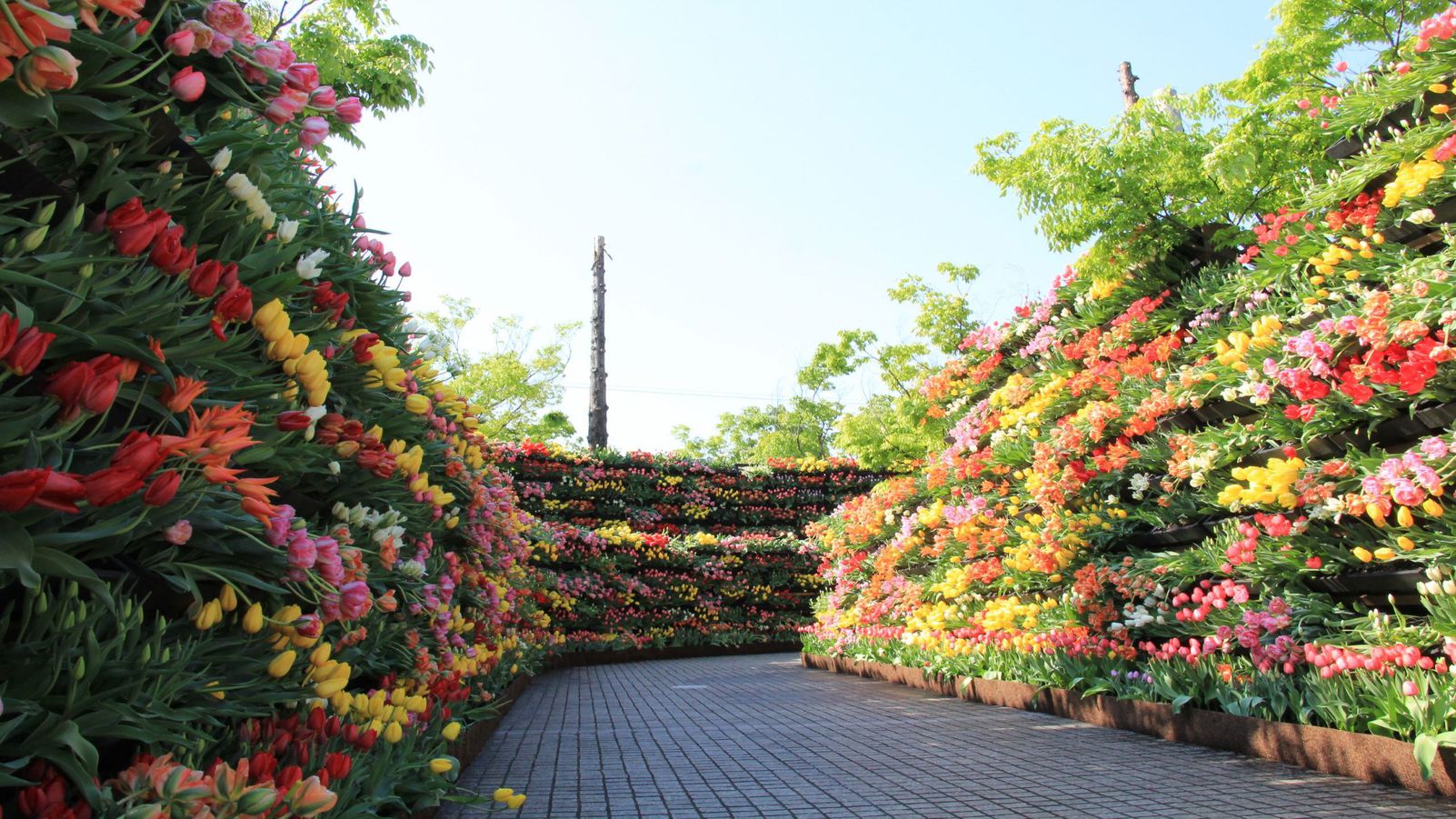 チューリップフェア2022花の大谷（画像提供：砺波市）