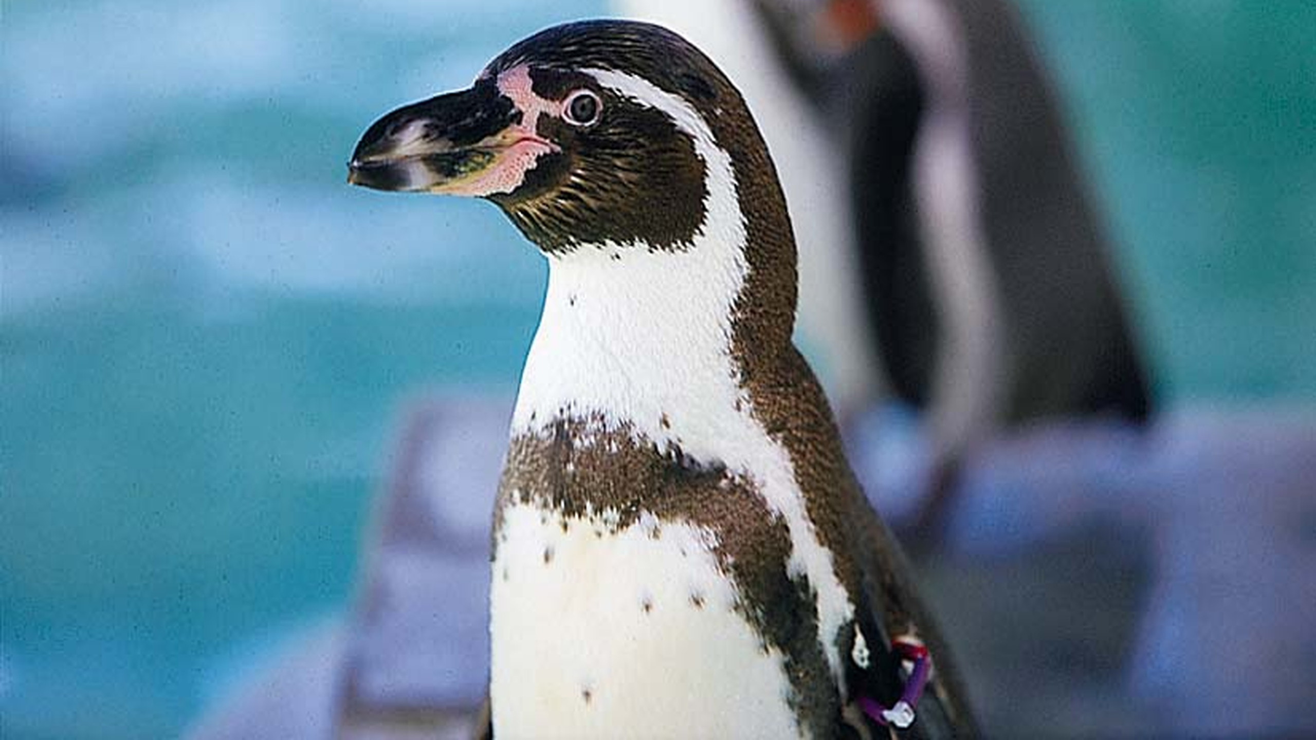 『水族館のペンギン』
