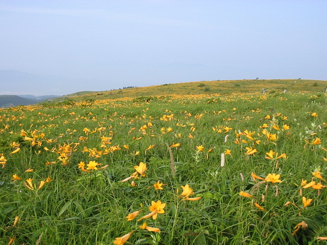 ニッコウキスゲ
