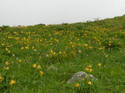 ニッコウキスゲ