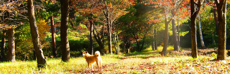 鹿の湯温泉散歩コースにて10月中頃