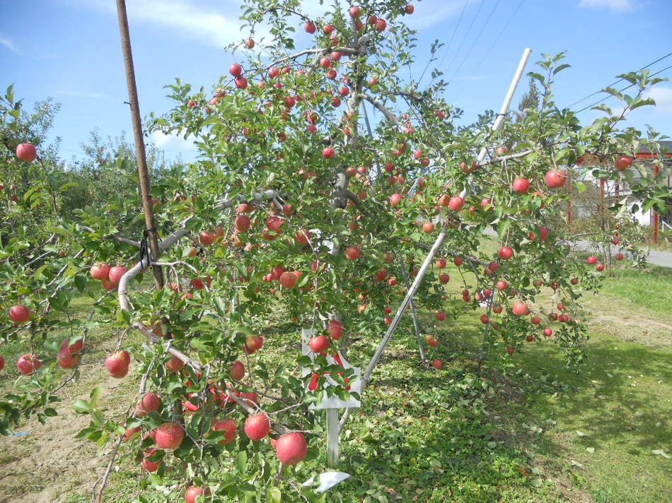 りんご狩りパックふじりんごの木