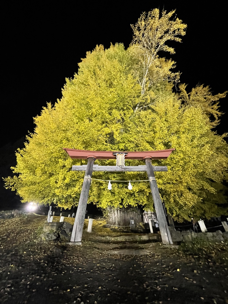 神戸の大銀杏