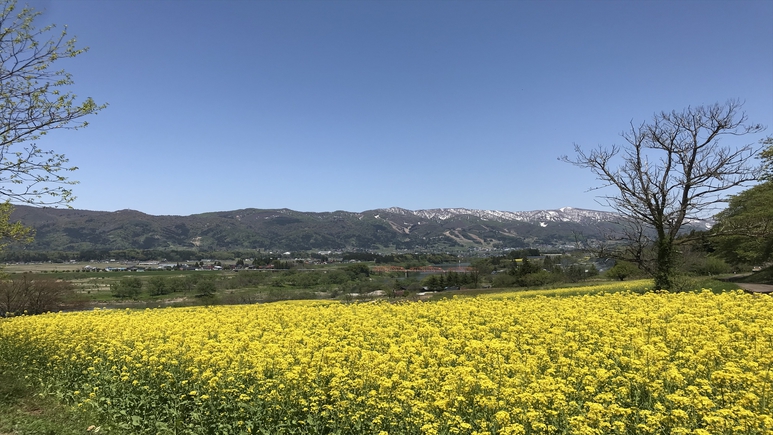 菜の花公園