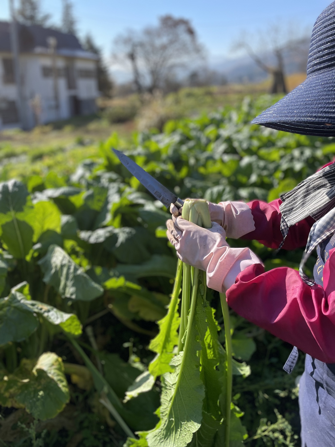 自家製の野沢菜