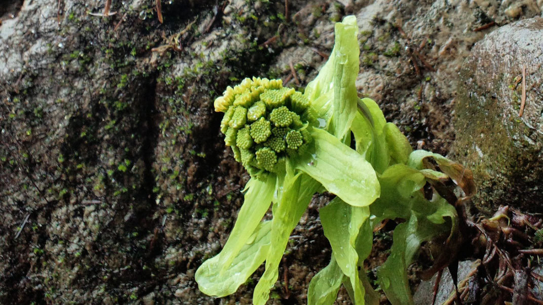 【春の訪れ】そろそろ美味しい山菜が取れる季節になります。（3月中旬頃）