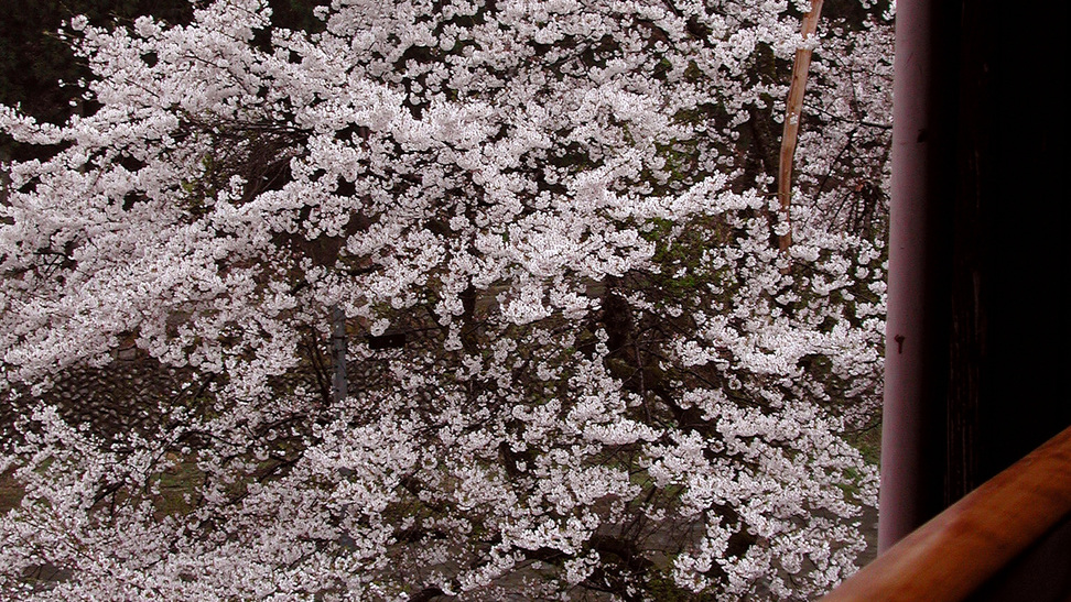 【春】お部屋からの桜（一部お部屋にて）例年4月中旬頃が見頃です。