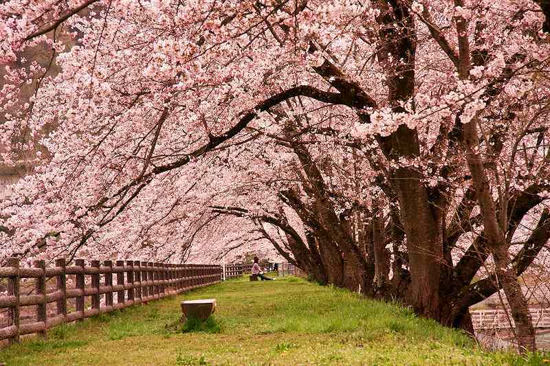 桜並木
