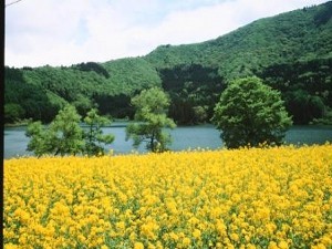 菜の花と北竜湖
