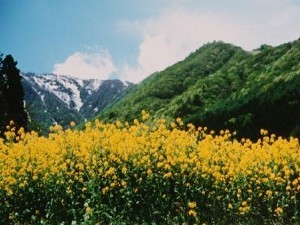 菜の花と残雪