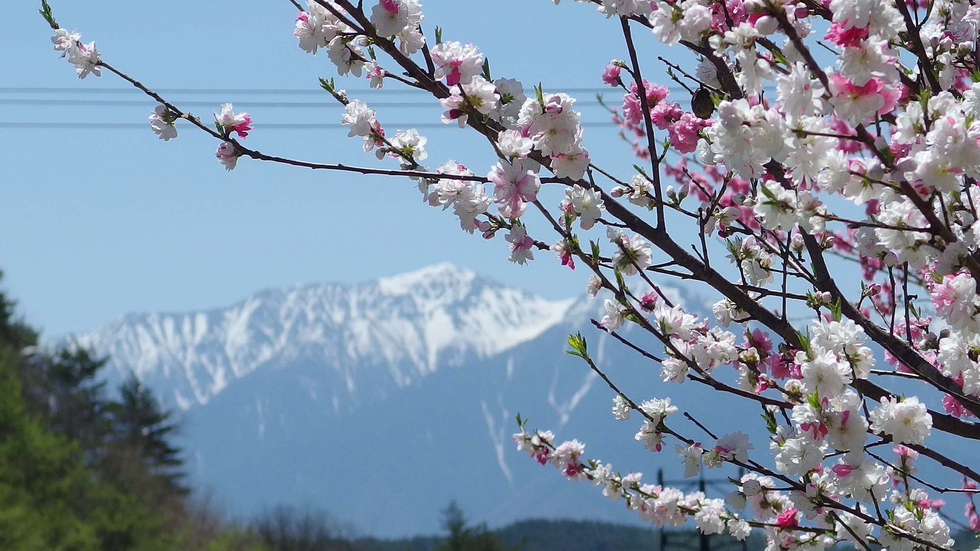 ・アルプス山脈を背景に咲き誇る桜の花
