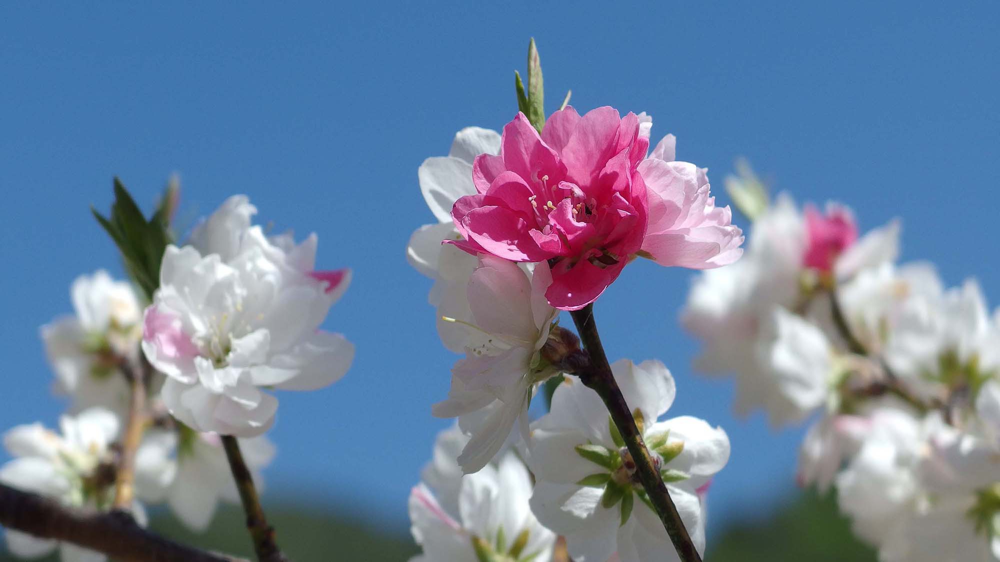 ・満開の桜の花