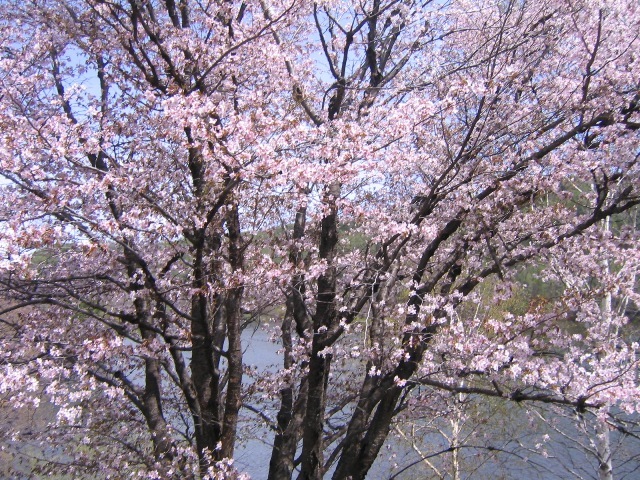 山桜