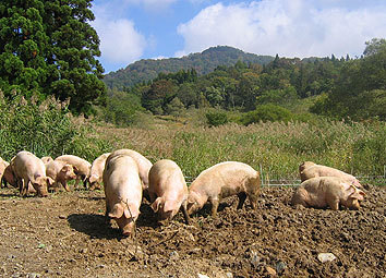 シャンツェで１番の人気！山で育てている放牧の野豚肉質、脂身の旨みが違います。