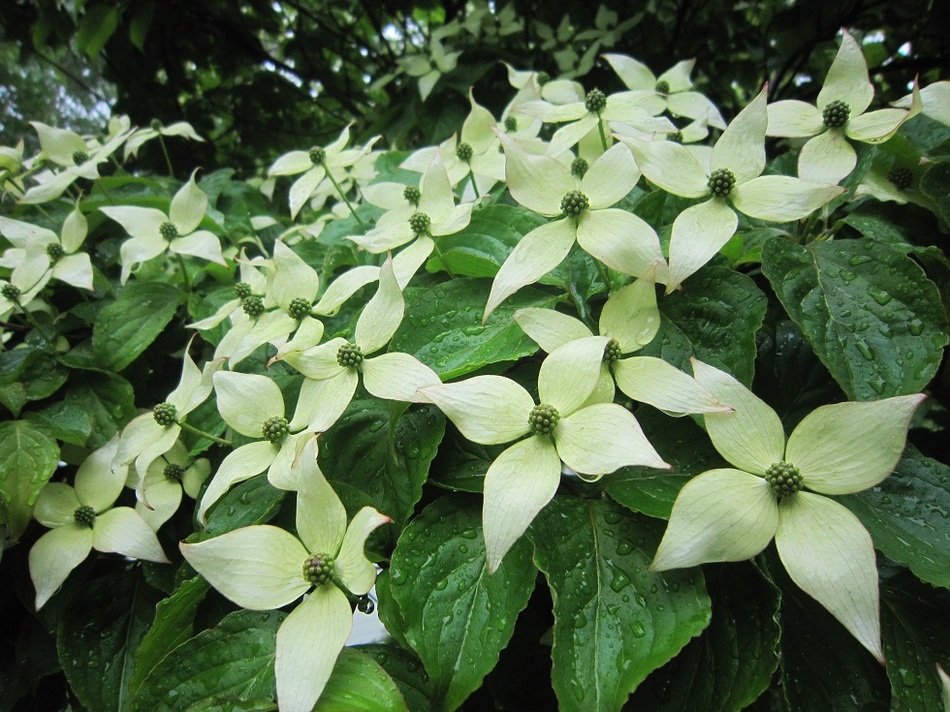 やまぼうしの花