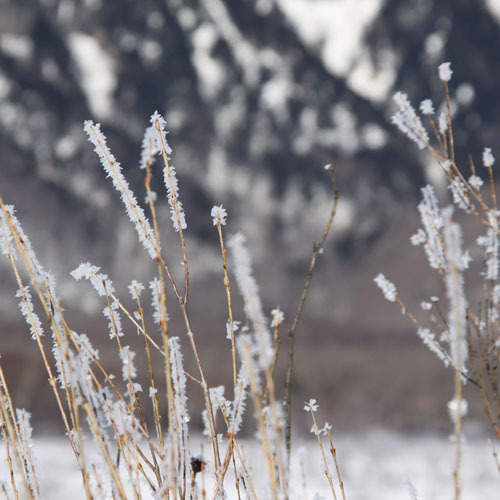戦場ヶ原の霧氷。写真好きの人なら一度は撮りたい風景です。