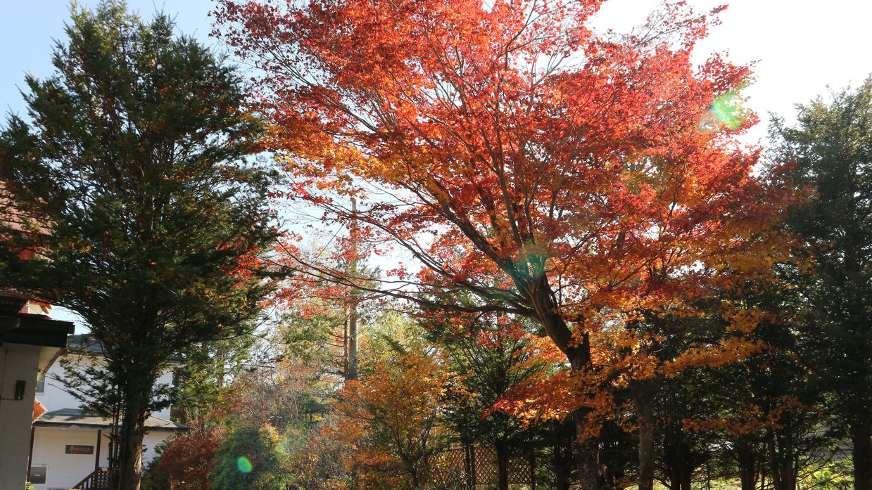 *［ガーデン］紅葉は10月中旬頃から始まり下旬頃までとなります