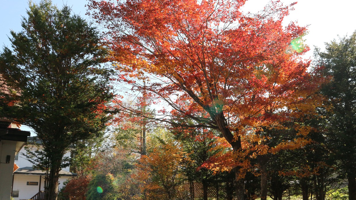 *［ガーデン］紅葉は10月中旬頃から始まり下旬頃までとなります