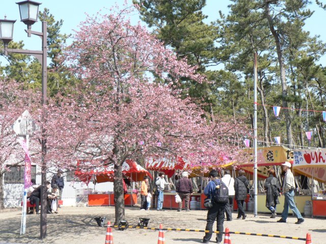 白子さくら祭り