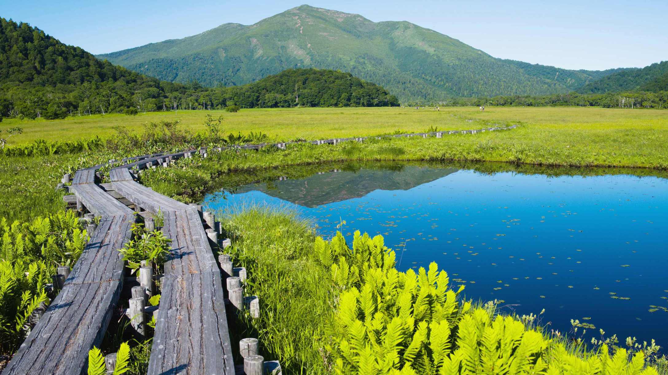 【夏・尾瀬国立公園】四季折々景観を変える日本最大級の山岳湿原。