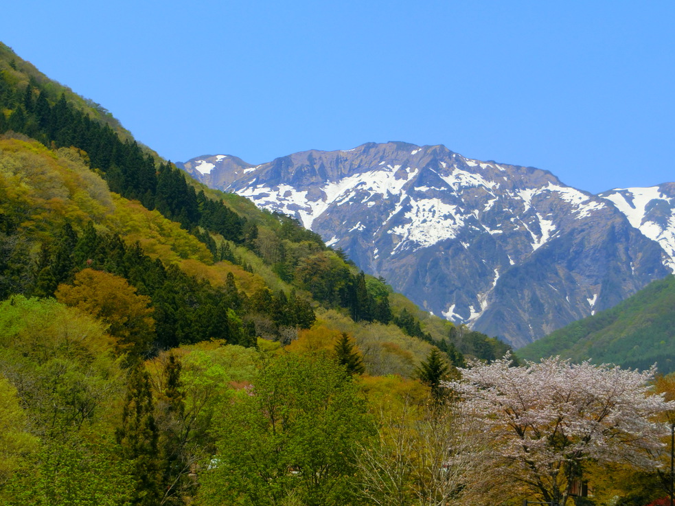 桜と谷川岳