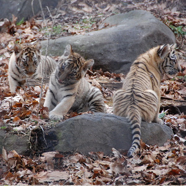 【旭山動物園】アムールトラ